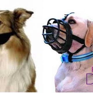 Bozales para #perros, ¿por qué están mal vistos? El bozal no es un estigma, es una herramientas muy útil.