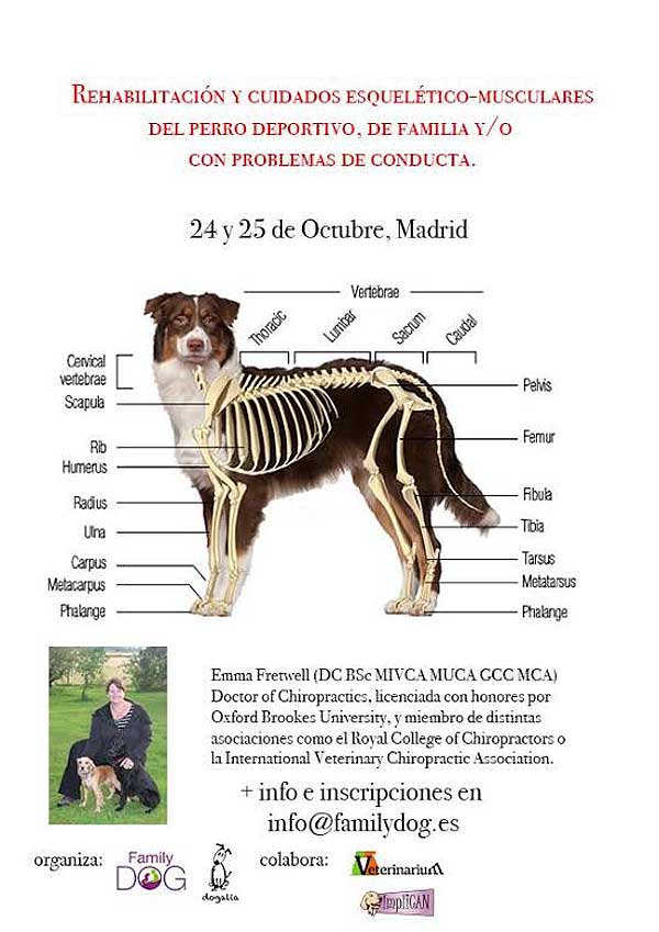 #Veterinaria #Perros. Rehabilitación y cuidados del perro deportivo y de familia, interesantísimo seminario en Madrid, a cargo de Emma Fretwell.