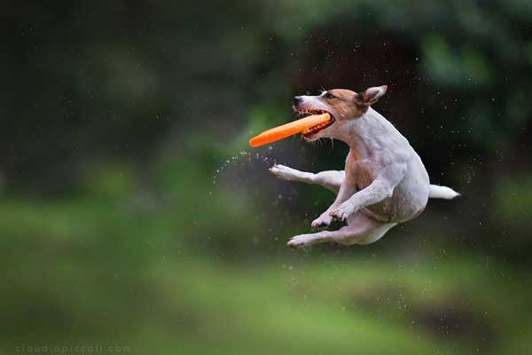 Fotografía de #perros... En acción. Claudio Piccoli es otro nivel.