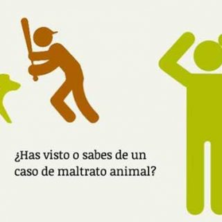@PartidoPACMA denuncia cachorros agonizando e inyecciones letales sin sedación en el CIPA de Alcorcón.