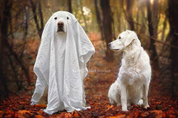 #Fotografía de #perros, Gabi y Mali se van de #Halloween.