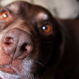 La artritis canina puede cambiar el ánimo de los perros