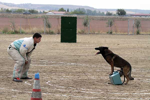 Ring francés, concurso de Ring UCAS Madrid 2015 (fotos).