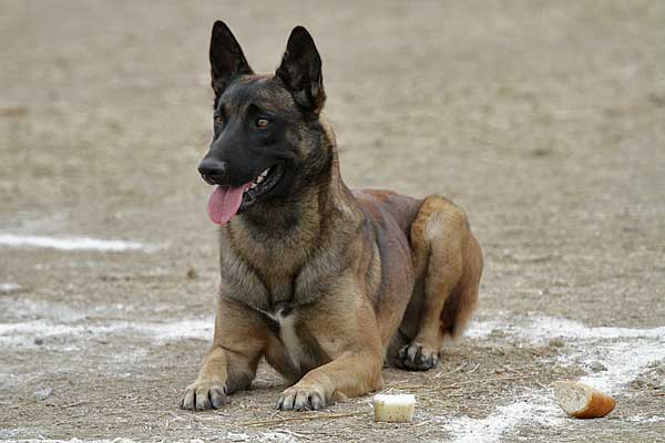 Ring francés, concurso de Ring UCAS Madrid 2015