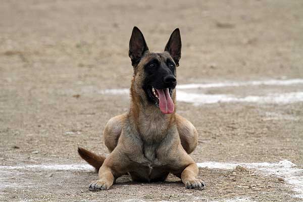 Ring francés, concurso de Ring UCAS Madrid 2015