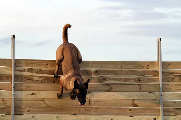 Ring francés, concurso de Ring UCAS Madrid 2015