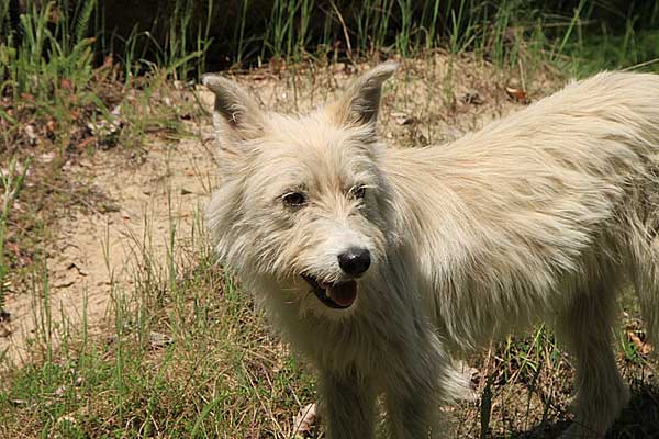 329 #perros adoptados en dos años en la Perrera de Huelva. ¡Y sin sacrificar ninguno! Dos años sin sacrificios de animales, con control de natalidad y mejoras higiénico-sanitarias y sobre todo de muchas adopciones.