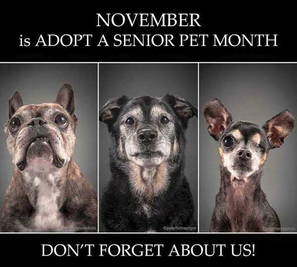 Noviembre, mes de la adopción de los perros mayores