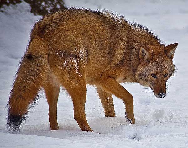 El coywolf es un híbrido entre coyote, lobo y perro