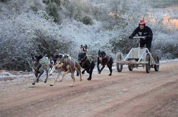 Decididos los nuevos campeones de España de mushing tierra