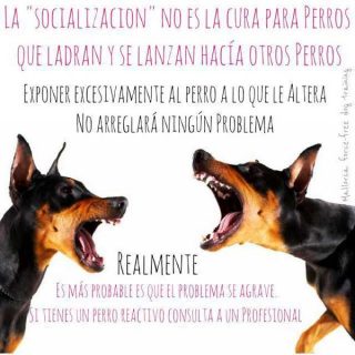 Inundación social y habilidades sociales en #perros.