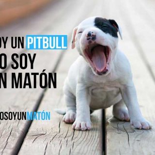 Campaña #NoSoyUnMaton de @LiberaONG. Entre todos podemos demostrar que un pitbull no es un matón, sino un perro más.