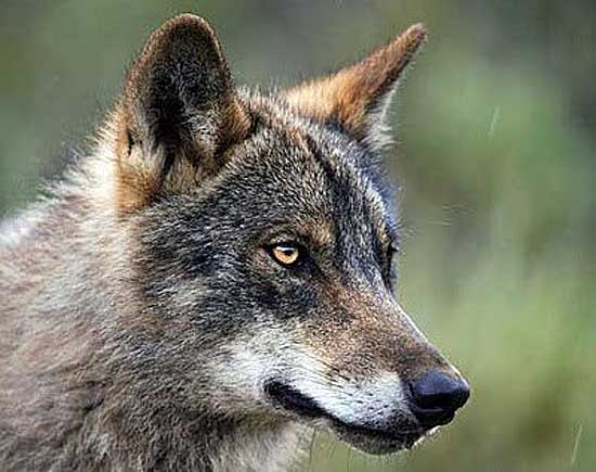 @LobisomeNat Salvar al lobo de los censos oficiales, planes cinegéticos y reservas de caza en CyL.