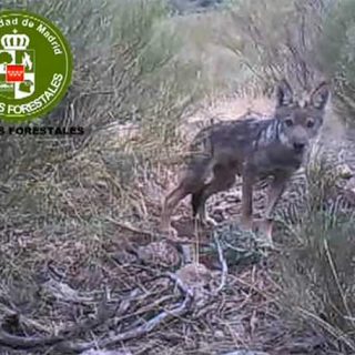 Lobos en Madrid, ya se reproducen