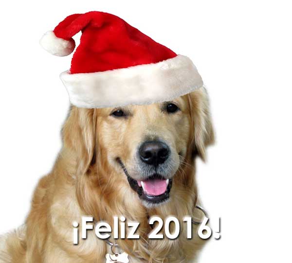 Empezamos el año con los 10 mejores vídeos navideños (de #perros).