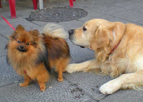 Las razas de #perros no se comportan igual unas que otras, y las más agresivas son... (te sorprenderá este estudio sobre una muestra de 13.000 perros).