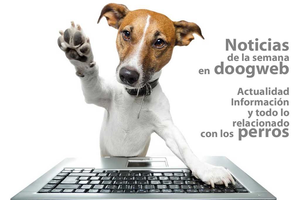 Noticias_perros2016