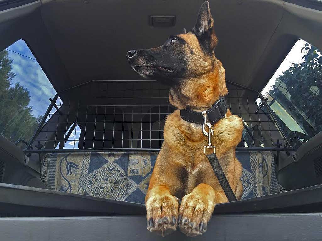 Reja separadora para perros en el coche.