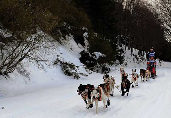 Soria Unlimited 2016, la prueba internacional de trineo con perros que discurre por las sierras de Urbión y Cebollera y que aglutina deporte, aventura, naturaleza y promoción turística.