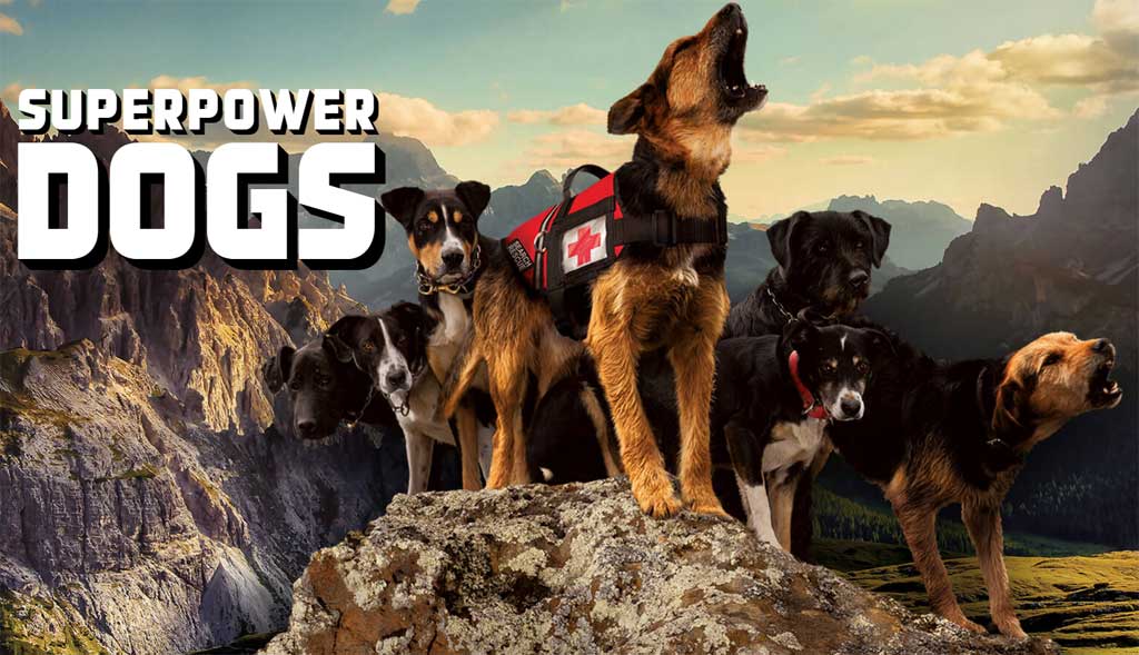 SuperPower Dogs, la película de perros detectores y sus "súper poderes", ya está en preproducción