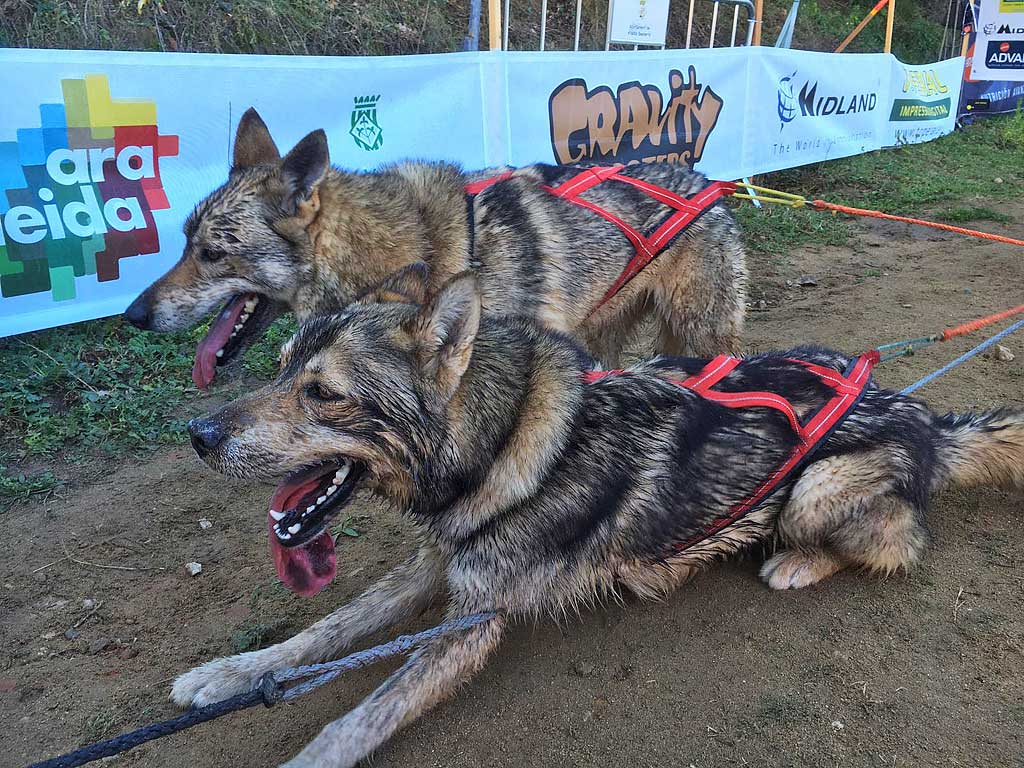 Vallgorguina-Mushing-16