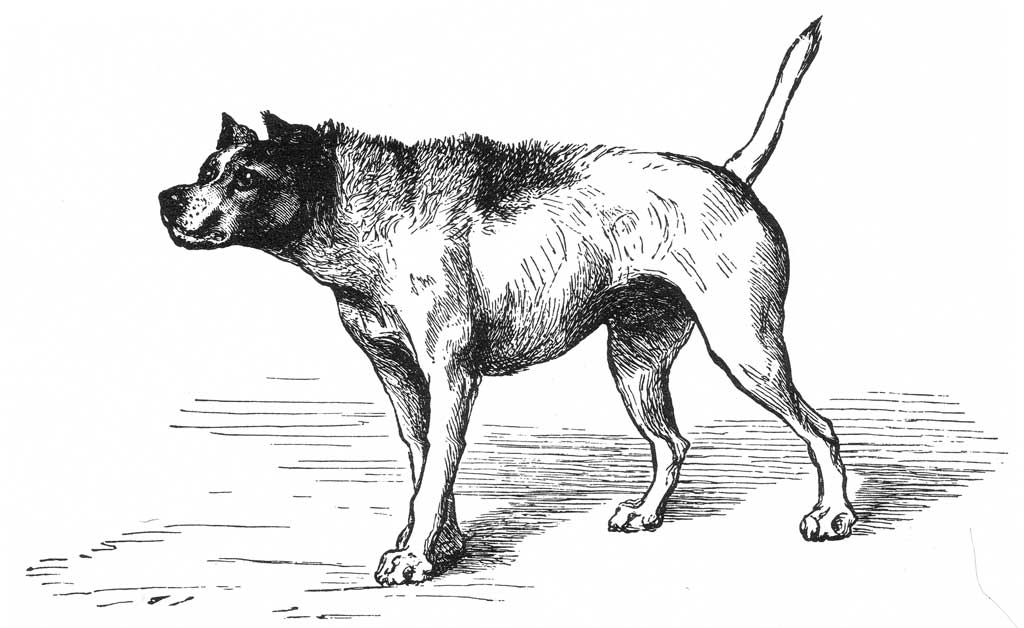 Perros reactivos, las 10 causas más frecuentes Perro-reactivo-agresivo