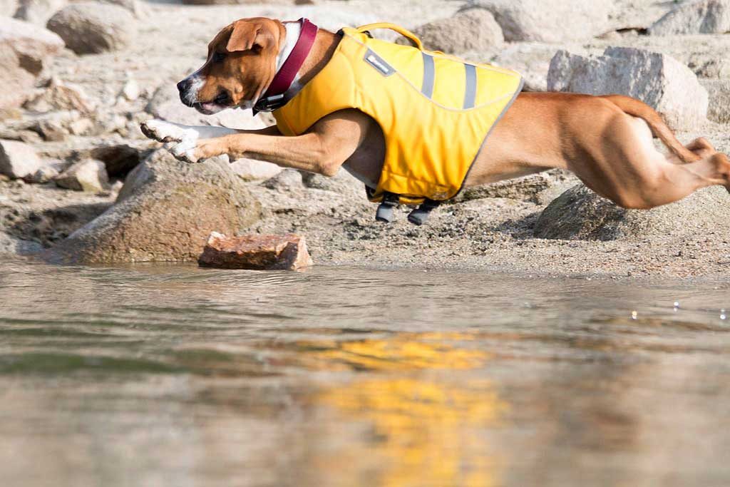 Rescate-acuatico-perro2