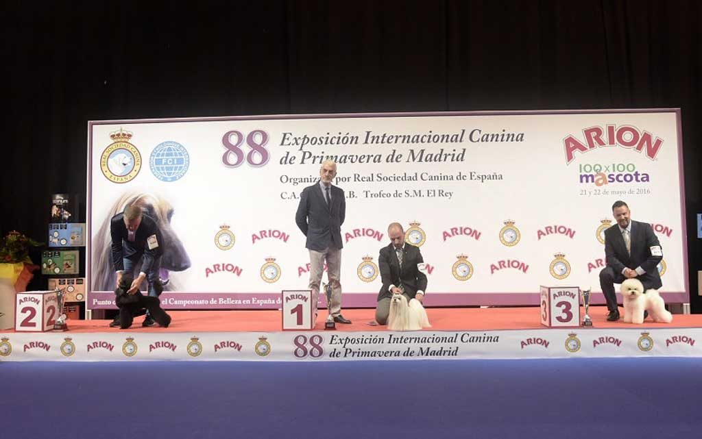 Bichón maltés Cinecitta Ian Somerhalder.