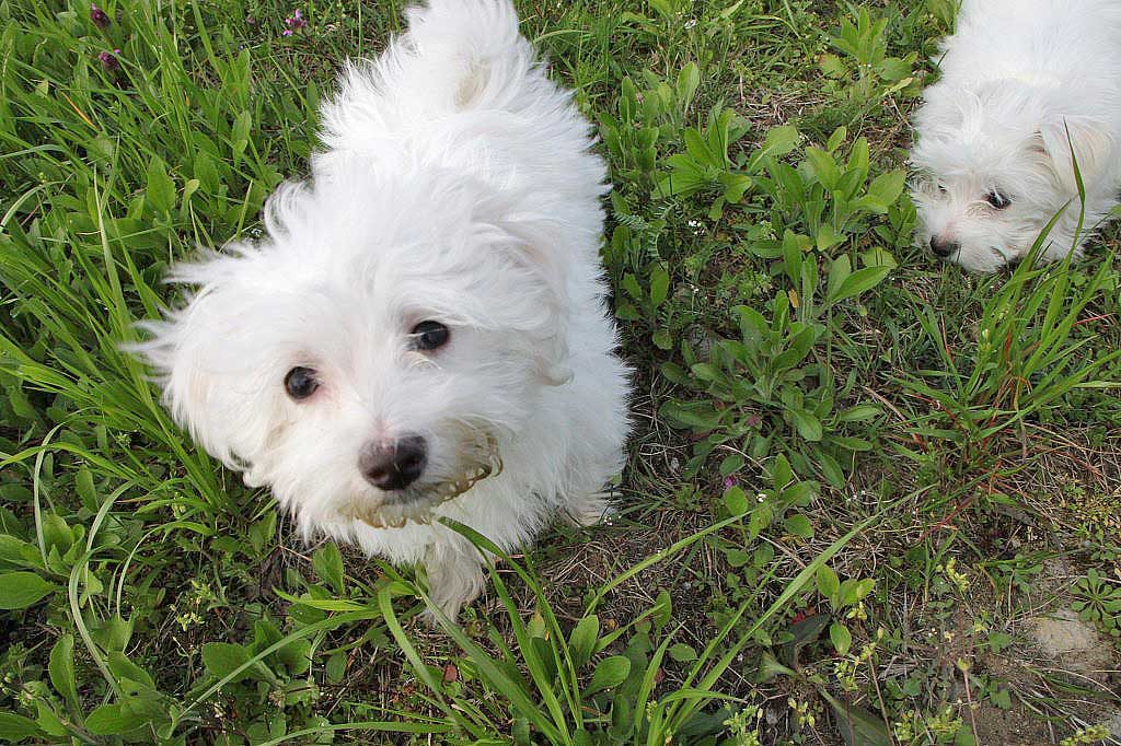 Perro-reaccion-vacuna