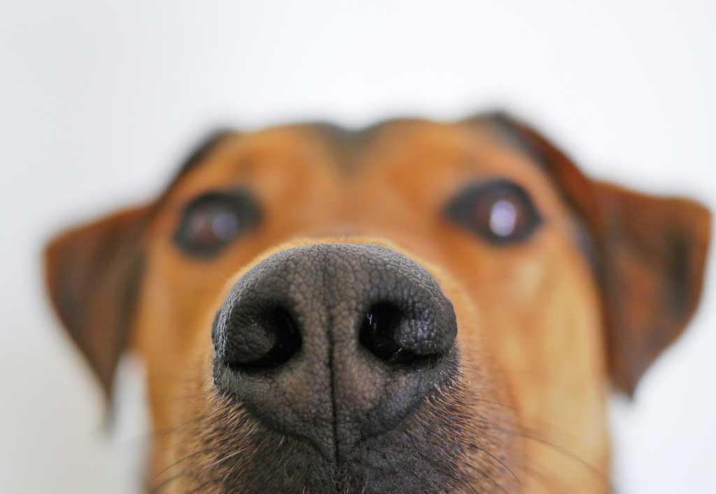 ¿Pueden los perros oler el estrés en humanos?