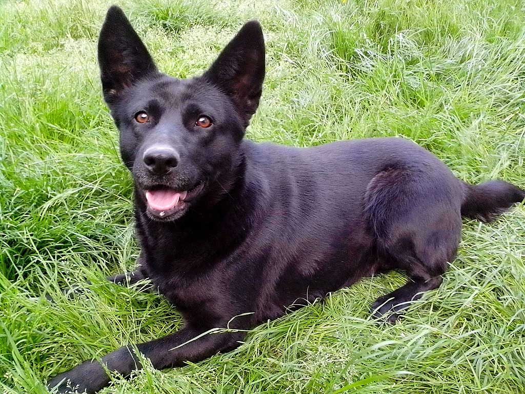 Los colores de los perros, blanco, negro, gris...