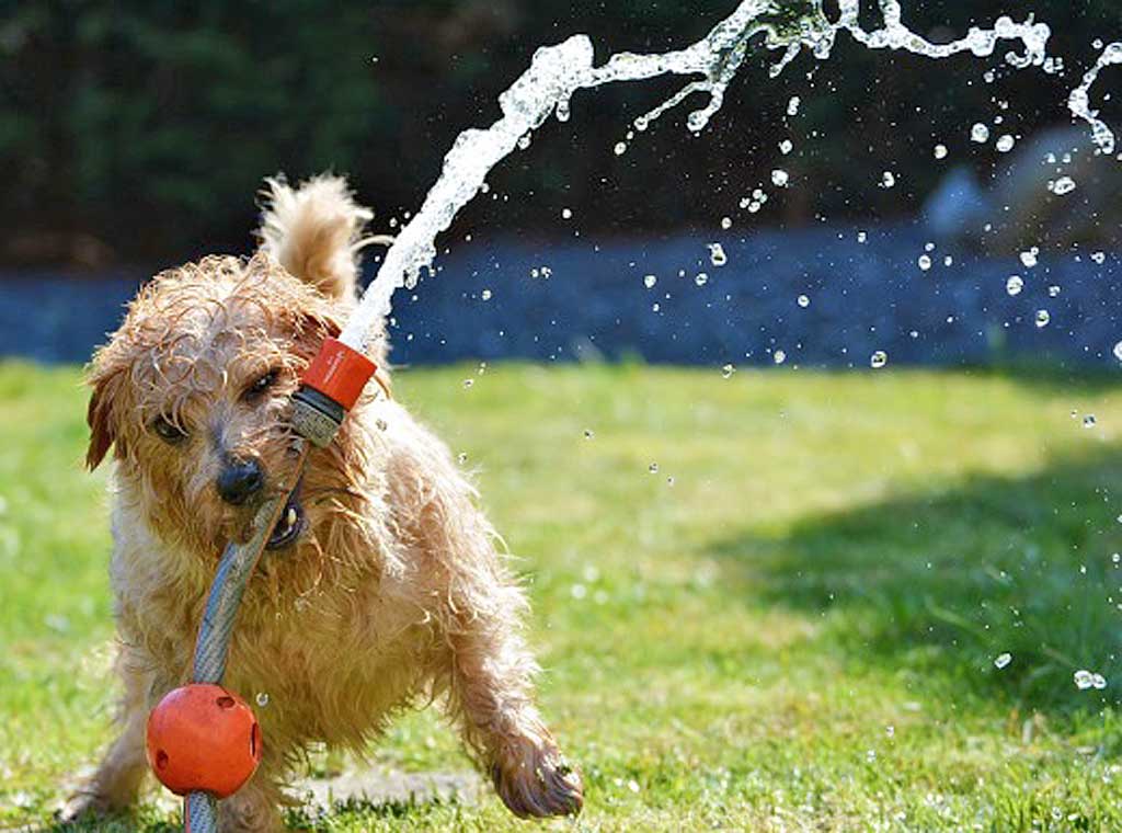 Consejos para el cuidado de los perros en verano