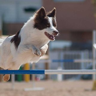 17 perros españoles en el Cto. del Mundo de Agility