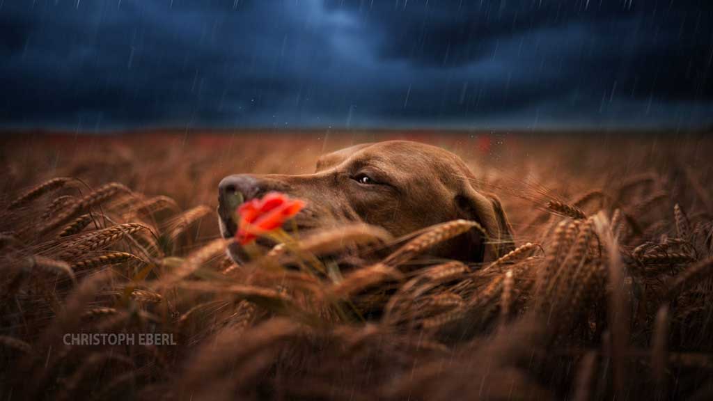 Fotografía de perros con Christoph Eberl 