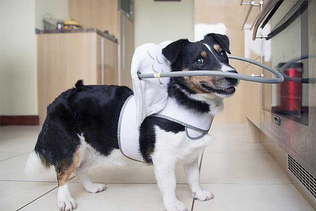 Los perros ciegos ya tienen un gadget para ellos