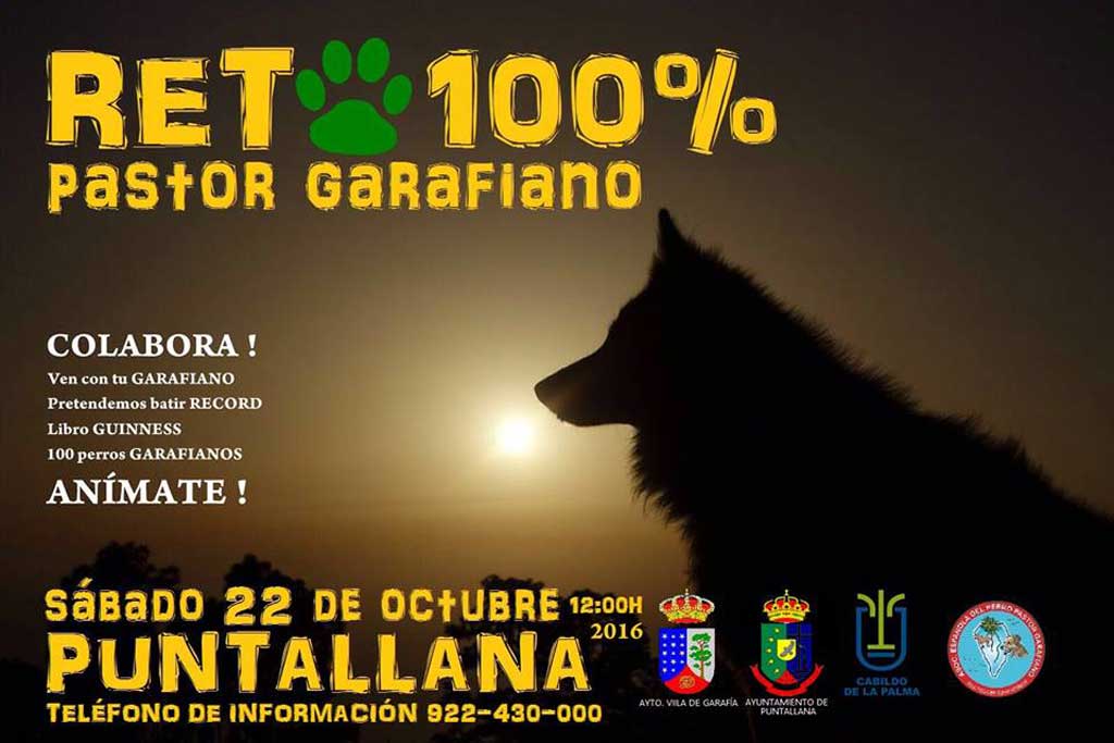 La Asociación Española del Perro Pastor Garafiano ha organizado para el próximo 22 de octubre un evento con el que se pretende batir un récord mundial.