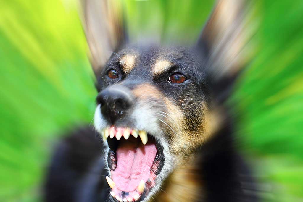 Genética de la agresión en perros.