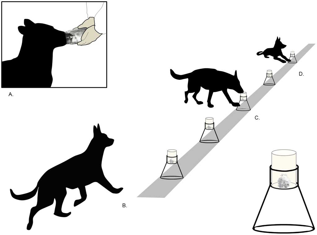 perros de identificación forense