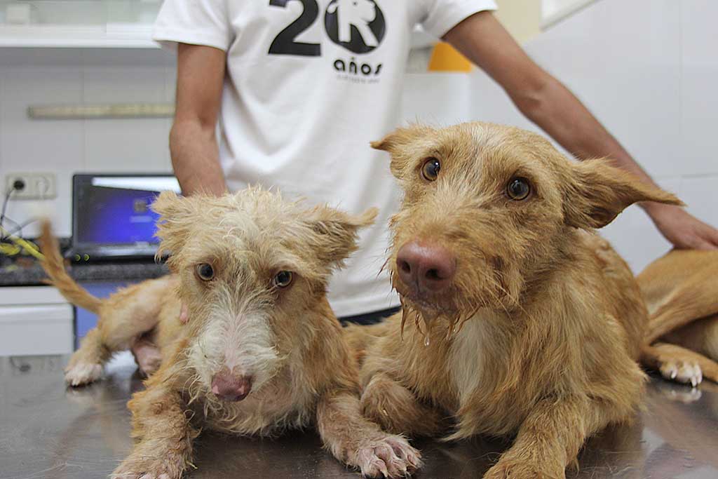 El Refugio rescata tres perros utilizados para la caza en pésimas condiciones
