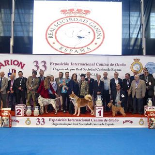 Mejores perros de la 33º Exposición Internacional Canina de Otoño.