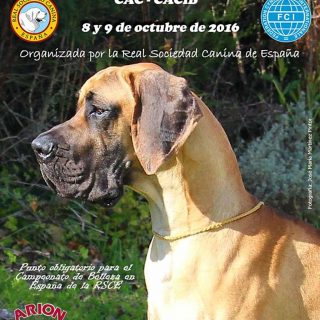 Más de 3.500 perros se darán cita en la Exposición Internacional Canina de Otoño en Talavera de la Reina (Toledo)