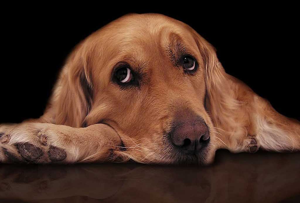  Separation anxiety in dogs 