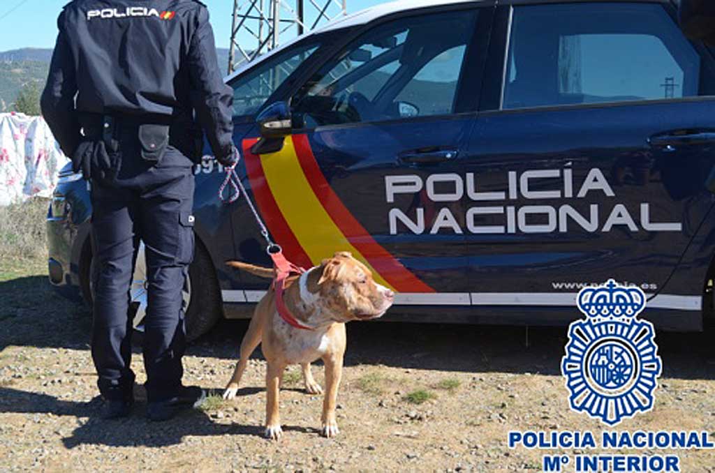 Detenidos en Jaca cinco organizadores de peleas de perros.