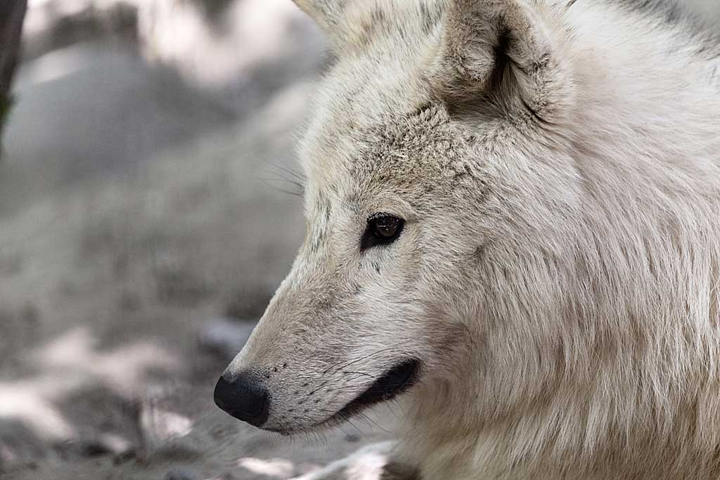 Relaciones de dominancia en una manada de lobos árticos