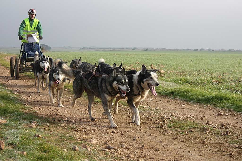 XXIII Travesía de Los Monegros con Perros de Tiro.