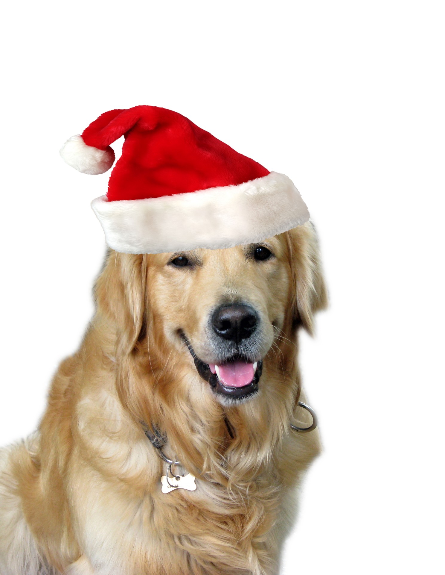 Guía para perros (y dueñ@s) para "sobrevivir" a la Navidad.
