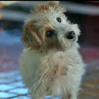 Acuerdo de Repsol con Seprona para la recogida de animales abandonados.