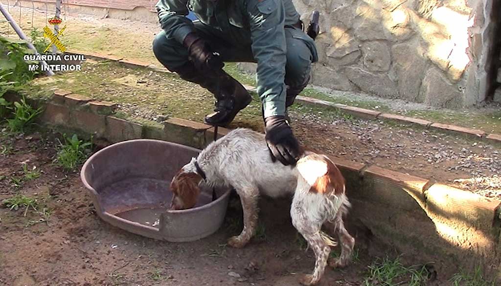 Guardia Civil rescata a medio centenar de animales de una perrera ilegal en Chiclana (Cádiz).