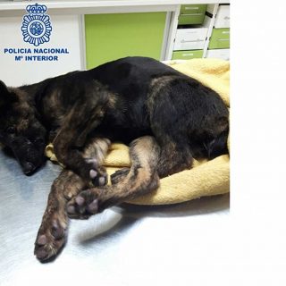 La Policía Nacional rescata dos cachorros en situación de abandono y detiene a su dueño por maltrato animal en Vélez-Málaga