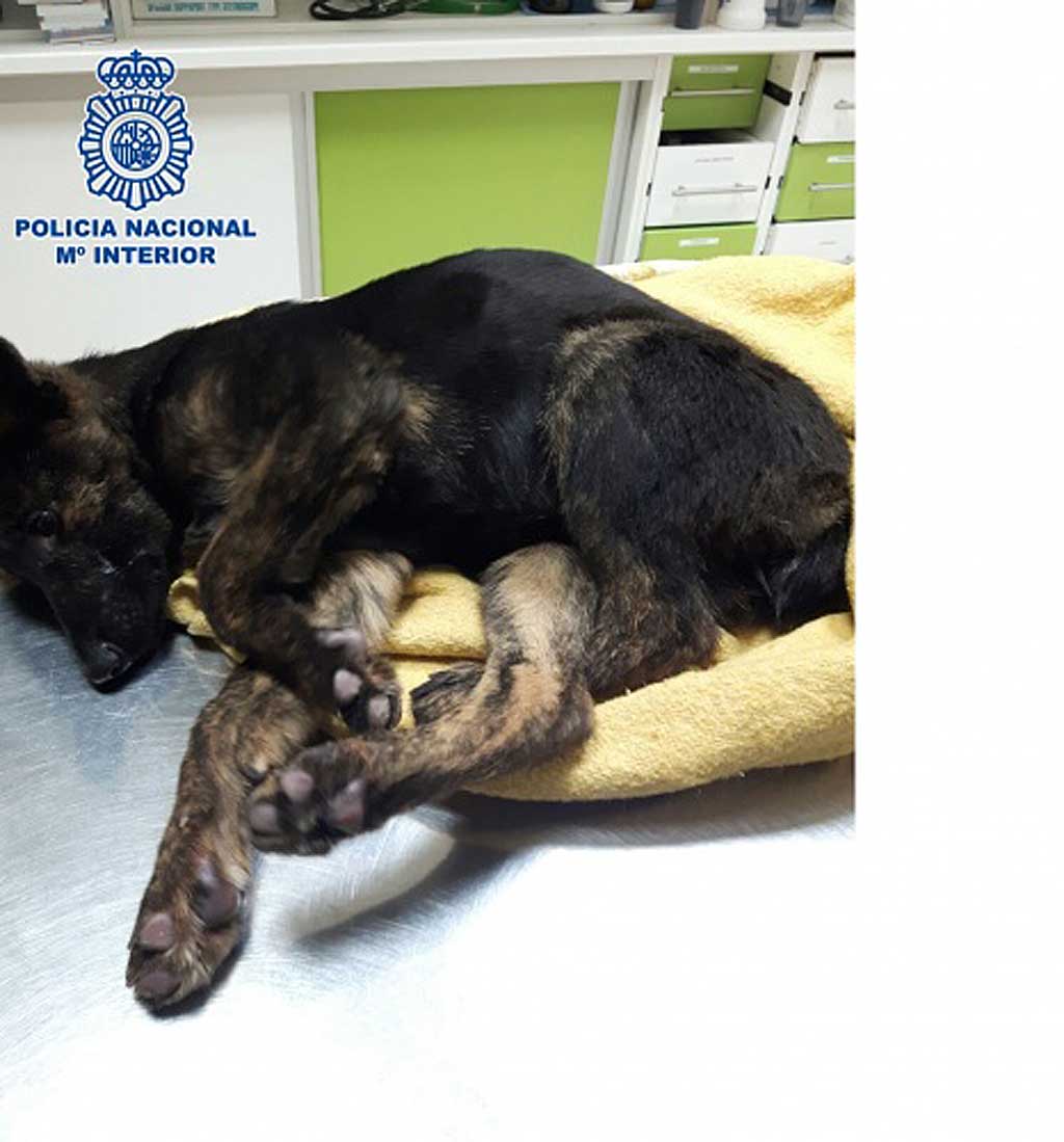 La Policía Nacional rescata dos cachorros en situación de abandono y detiene a su dueño por maltrato animal en Vélez-Málaga